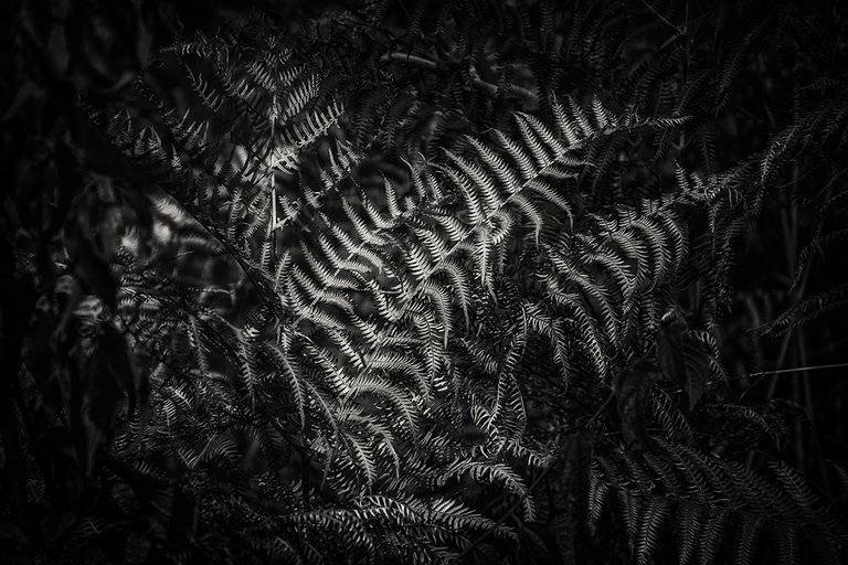 DSC_0278.JPG