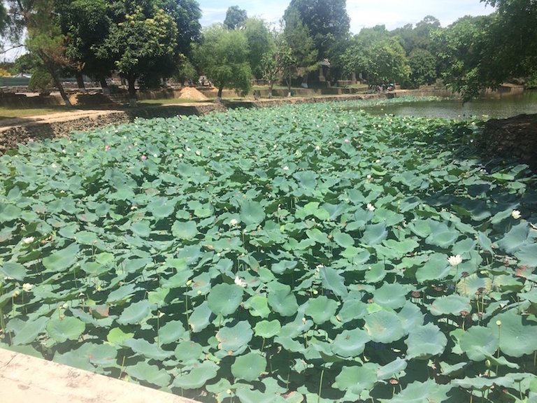 Lotus flowers at the tomb of Minh Mang.jpg