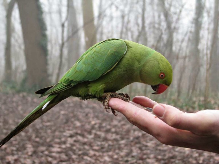 green-parrot-beautiful-wallpaper.jpg