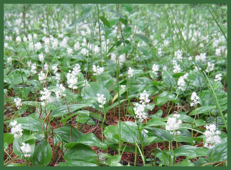 false Lily of the Valley covering forest floor.JPG