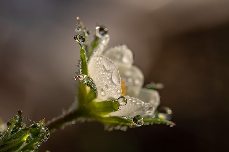 Raindrop-Strawberry-Flower-Dewdrop-Blossom-Bloom-3402550.jpg