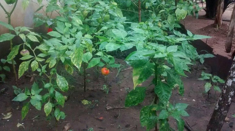 planta de aji creciendo y con cosecha.jpg