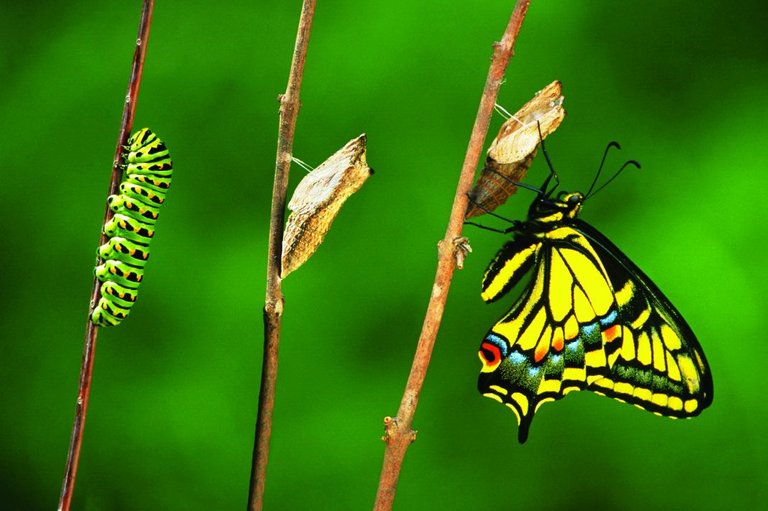 Papillon-Métamorphose.jpg
