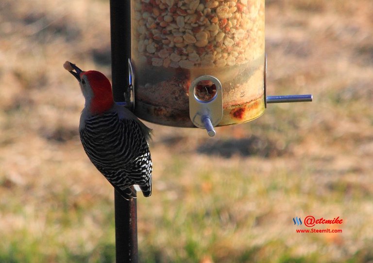 Red-bellied Woodpecker IMG_0193.JPG