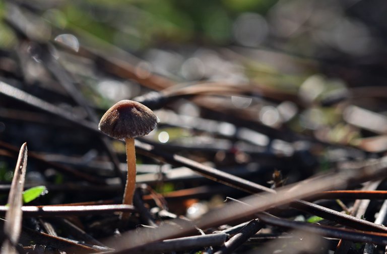 mushrooms mini pines 3.jpg