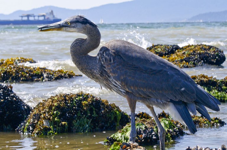 Great-Blue-Heron-Robin-Boogaerts.jpg