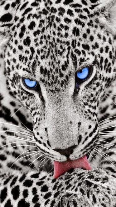 _snow leopard with blue eyes.jpg