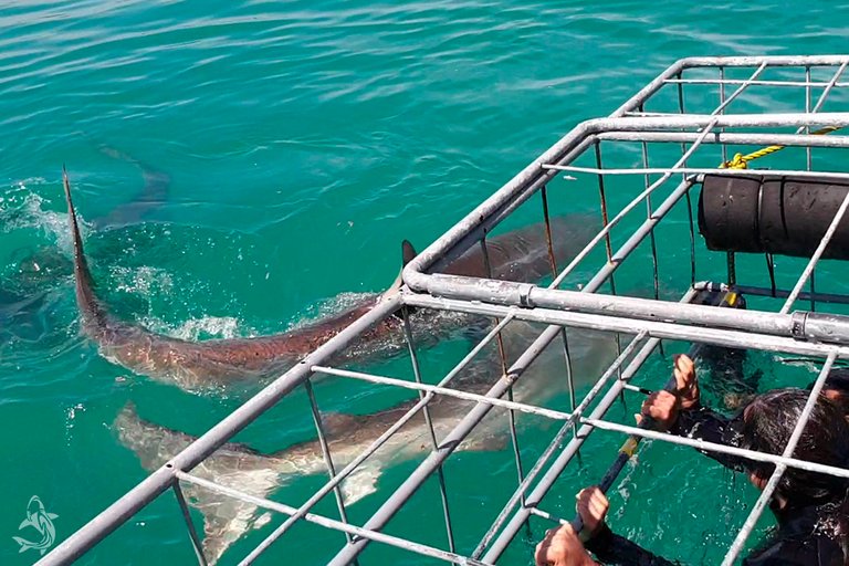 Shark Diving Gansbaai3.jpg