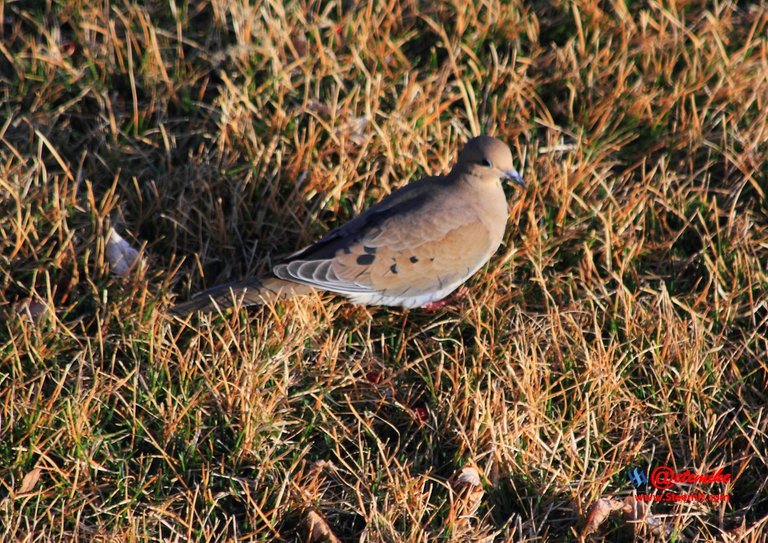 Mourning Dove IMG_0185.JPG