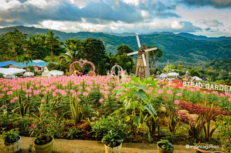 new-sirao-flower-garden-farm3.jpg