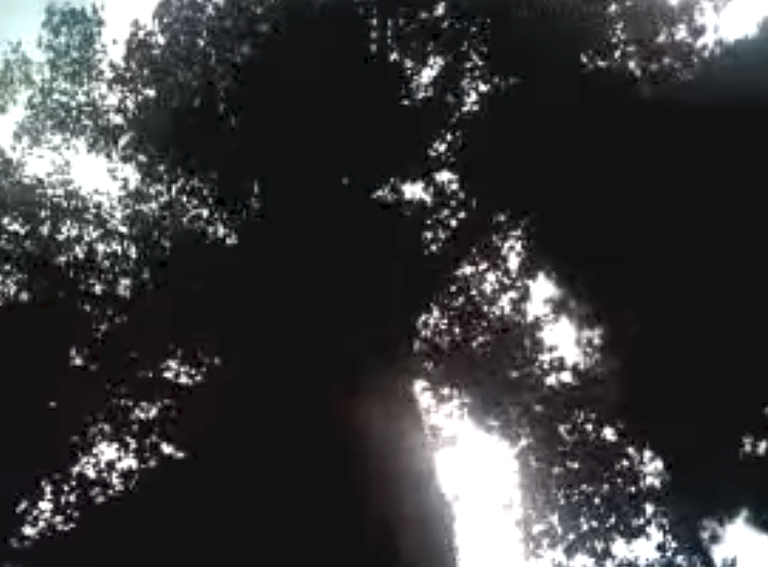 shady tree.png