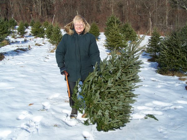 Christmas tree - Marianna and cut tree crop December 2019.jpg