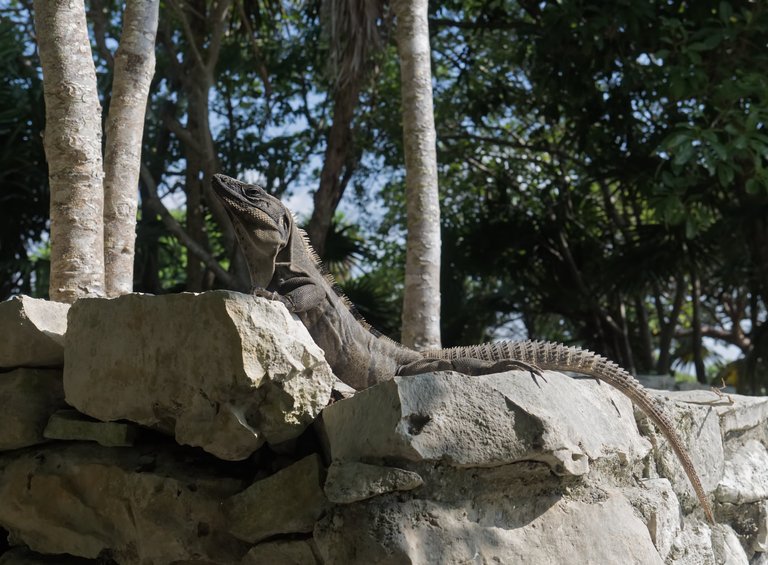 P7030281-tulum-mayan-ruins-iguana.jpg