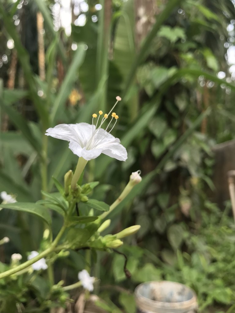 mirabilis-jalapa-2825460_1920.jpg