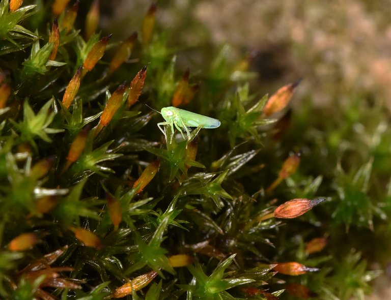 green bug moss 1.jpg