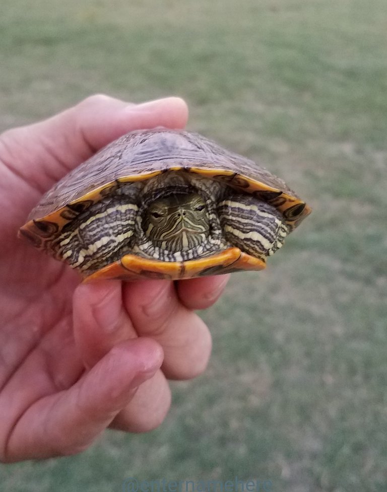 steemit-enternamehere-turtle-hand-holding.jpg