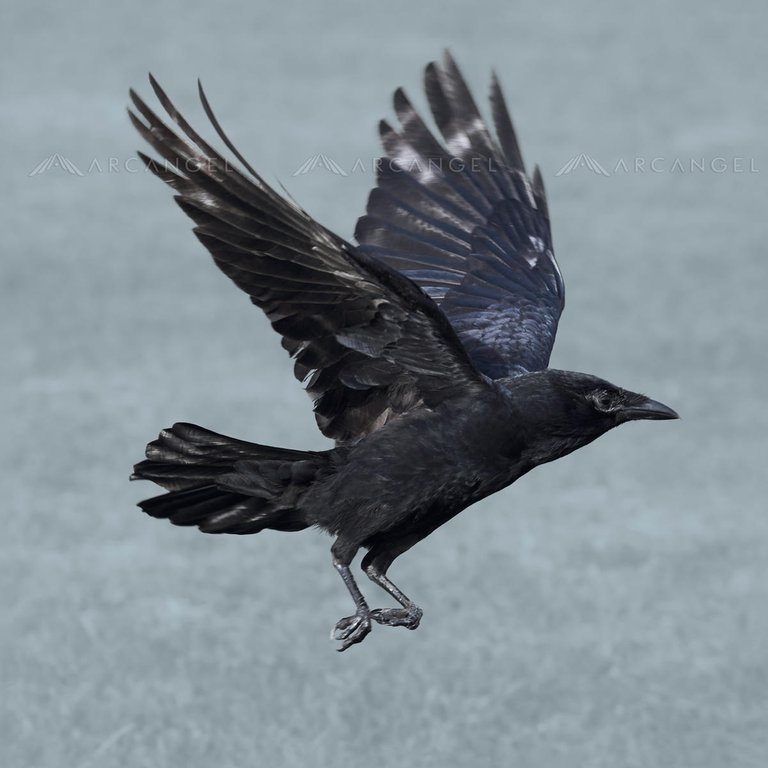 crowflight.jpg