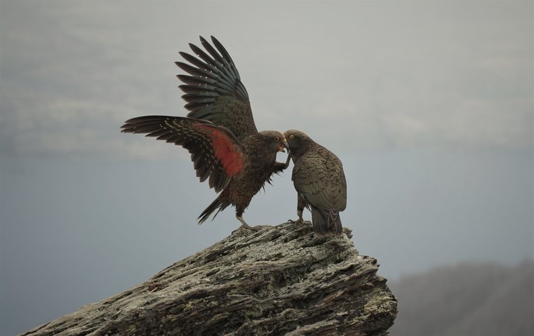 Kea3.JPG