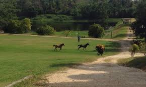 llano venezolano1.jpg