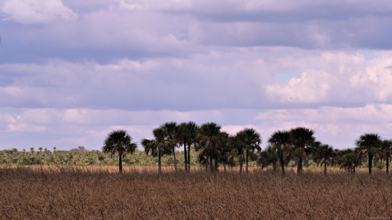 Palm Hammock and passing clouds.jpg