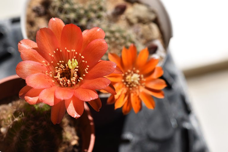 chamaecereus hybrid coral 1.jpg