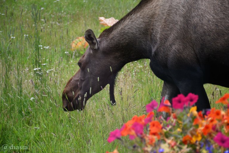 shasta2018aug5th47moosemonday7io.jpg