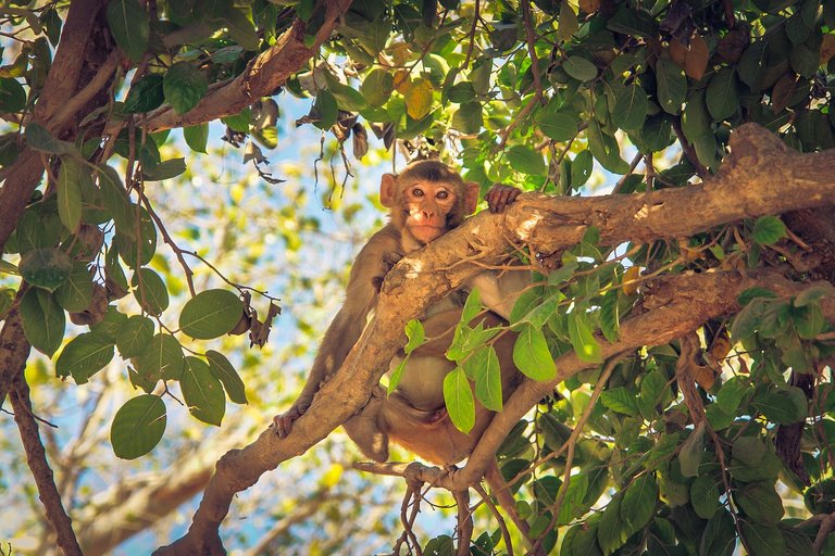 monkey-2158511_1280.jpg