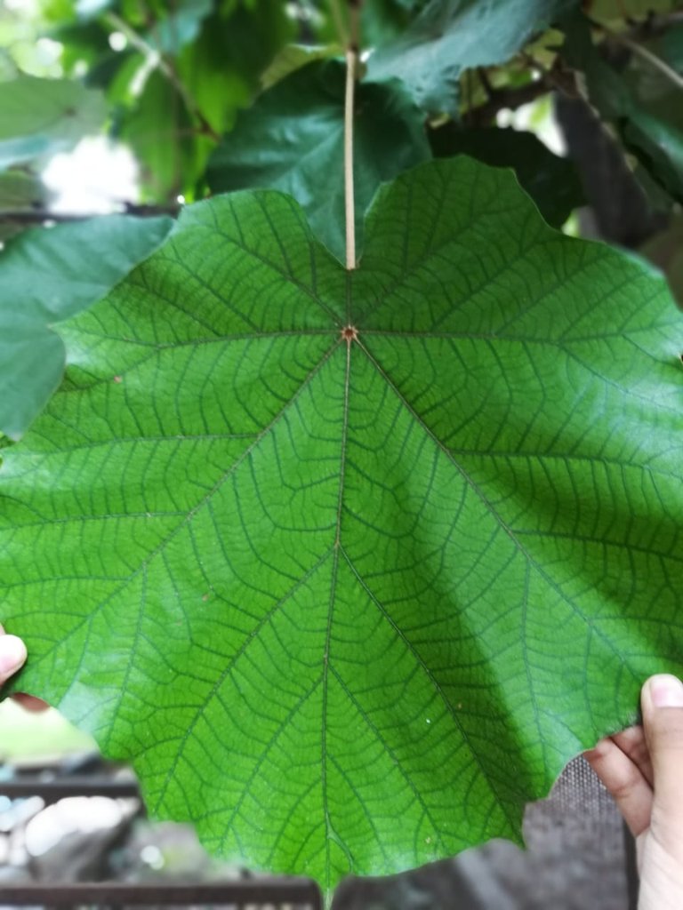 big leaf.jpeg