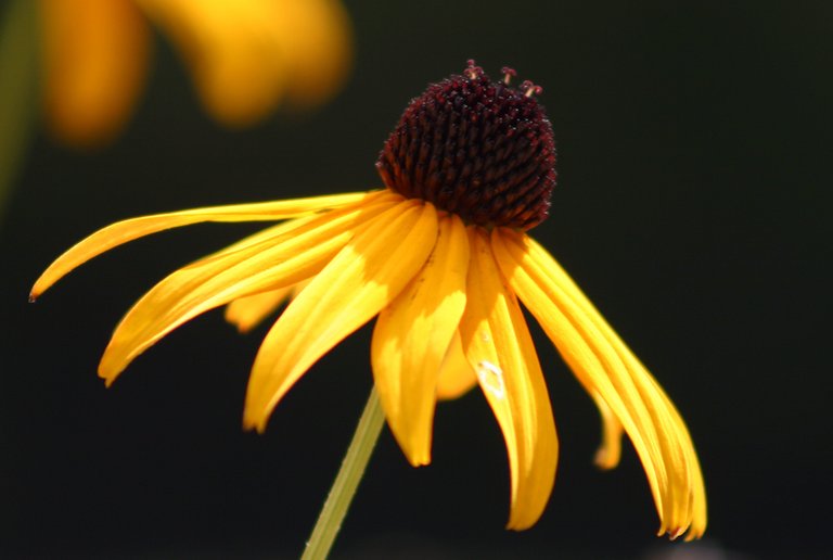 black_susan_flower_full.jpg