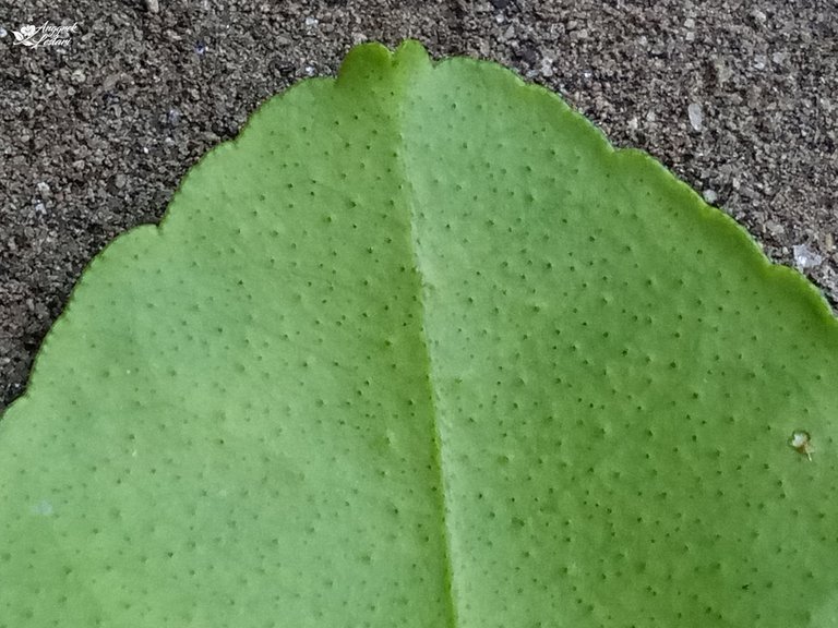 Leaf.jpg
