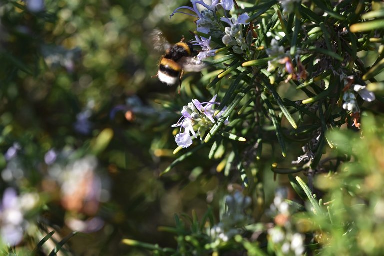 bumblebee rosemary 3.jpg