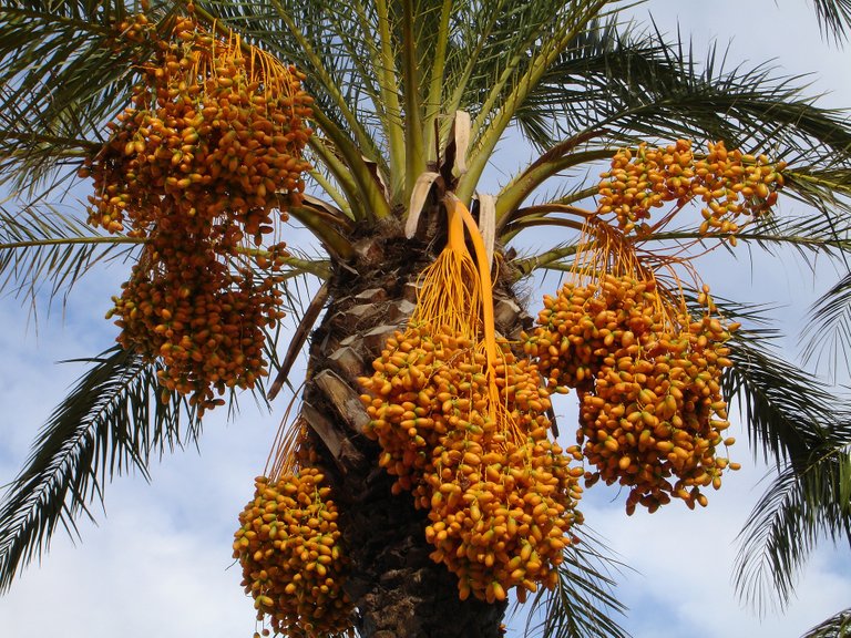 date-palm-223251_1920.jpg