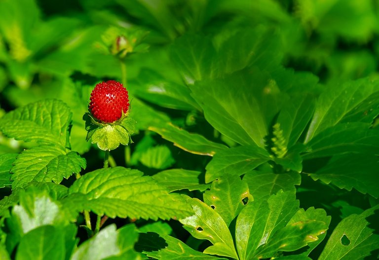 strawberry-3501491_960_720.jpg