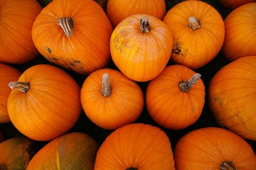 Pumpkins-2009.jpg