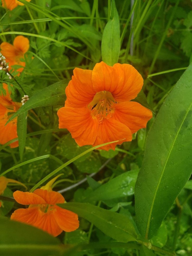 nasturtium.jpg