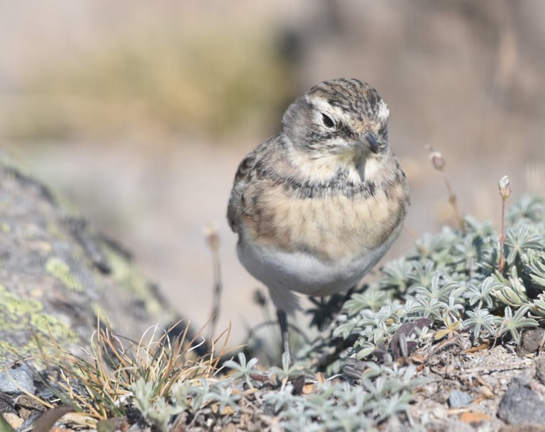 HOLA juv face on for eBird.JPG