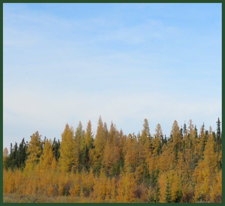 stand of tamarack in fall colors of yellow.JPG