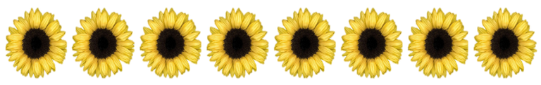 sunflowes.png