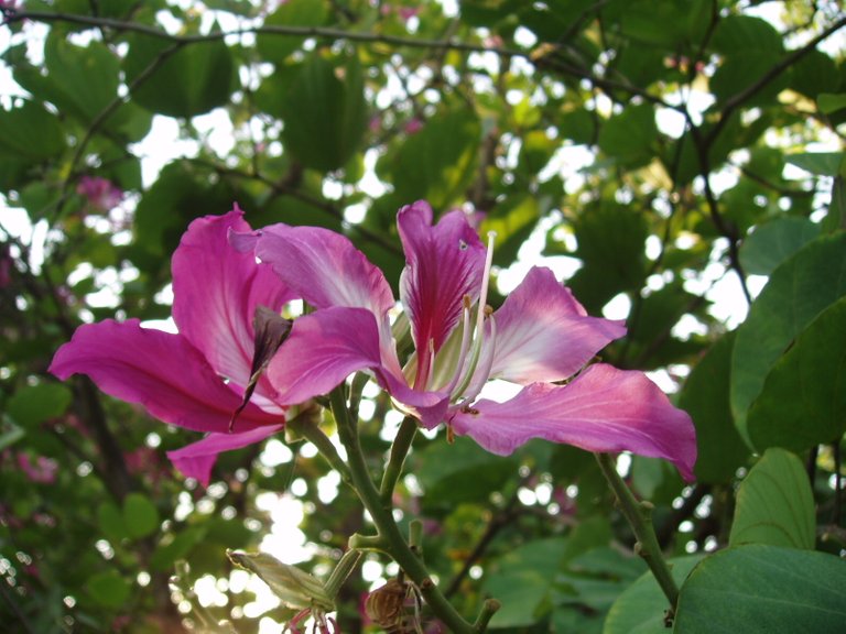 Queen Sirikit Park - flower