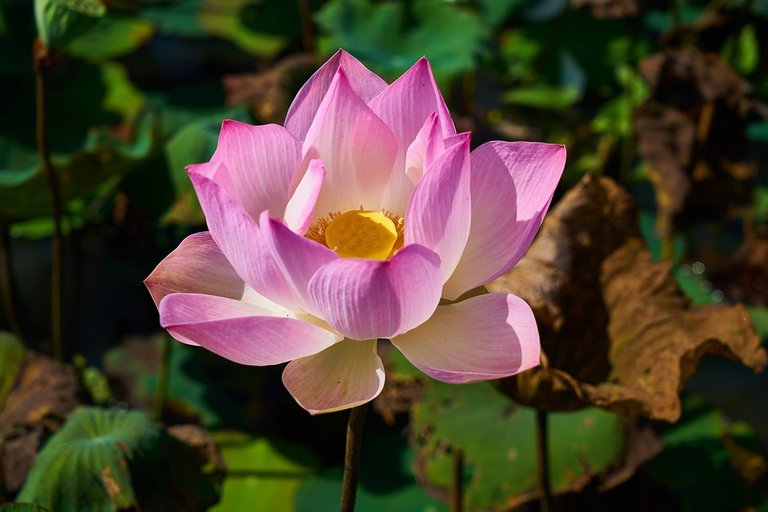 lotus-3047870_960_720.jpg