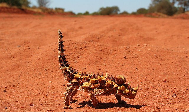 640px-Thornydevil.jpg