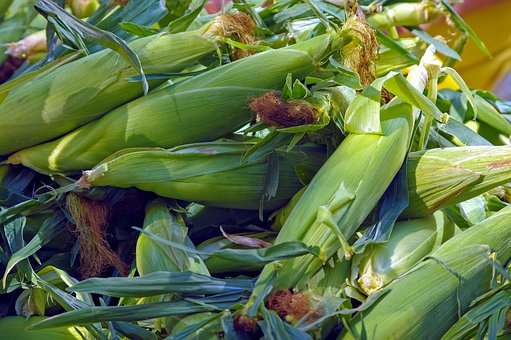 farm-market-corn-3896326__340.jpg