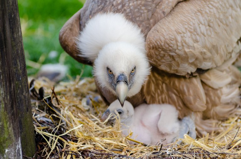 animals-bird-nest-birds-145954.jpg