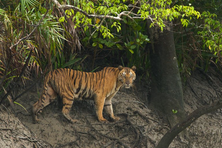 sundarban2.jpg