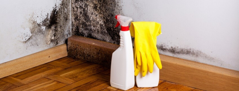 stop-mold-growth-water-damage-restoration-group.png