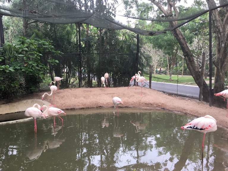 Khao Kheow Open Zoo13.jpg