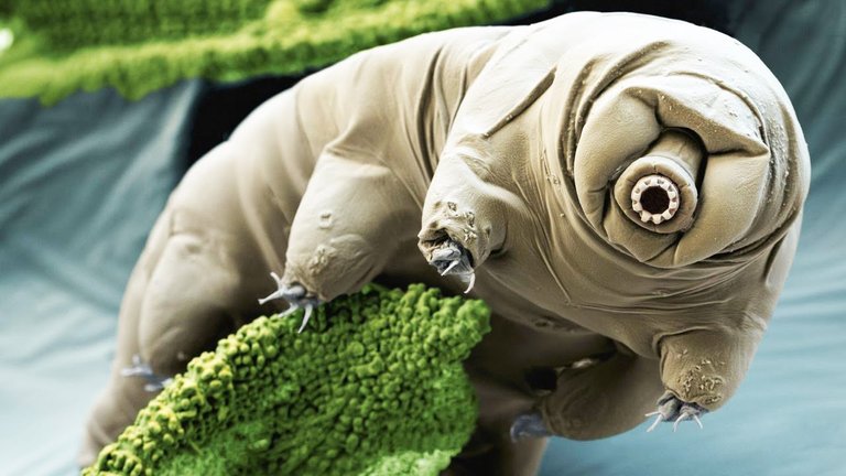 tardigrado.jpg