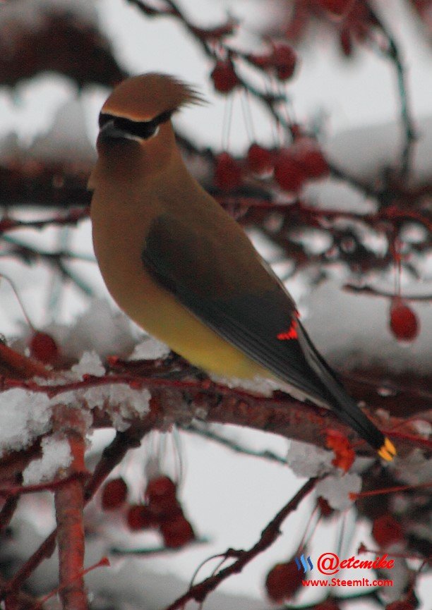 Cedar Waxing IMG_0063.JPG