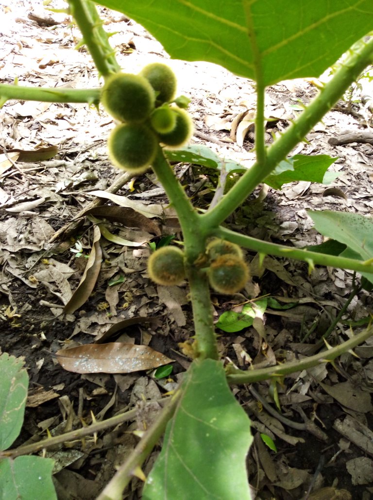 IMAG0145.jpg