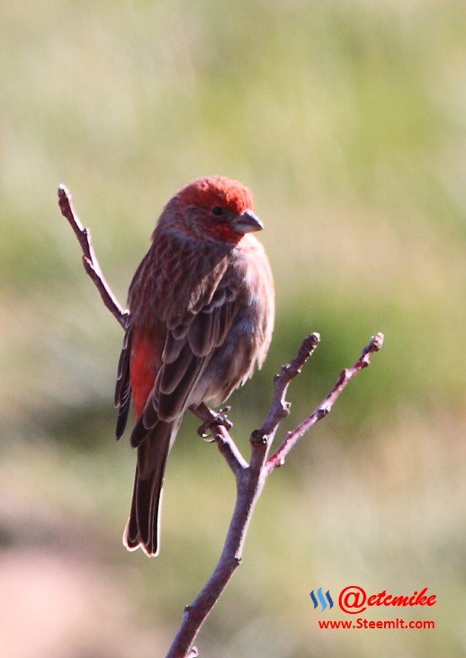 House Finch PFW03_0004.JPG